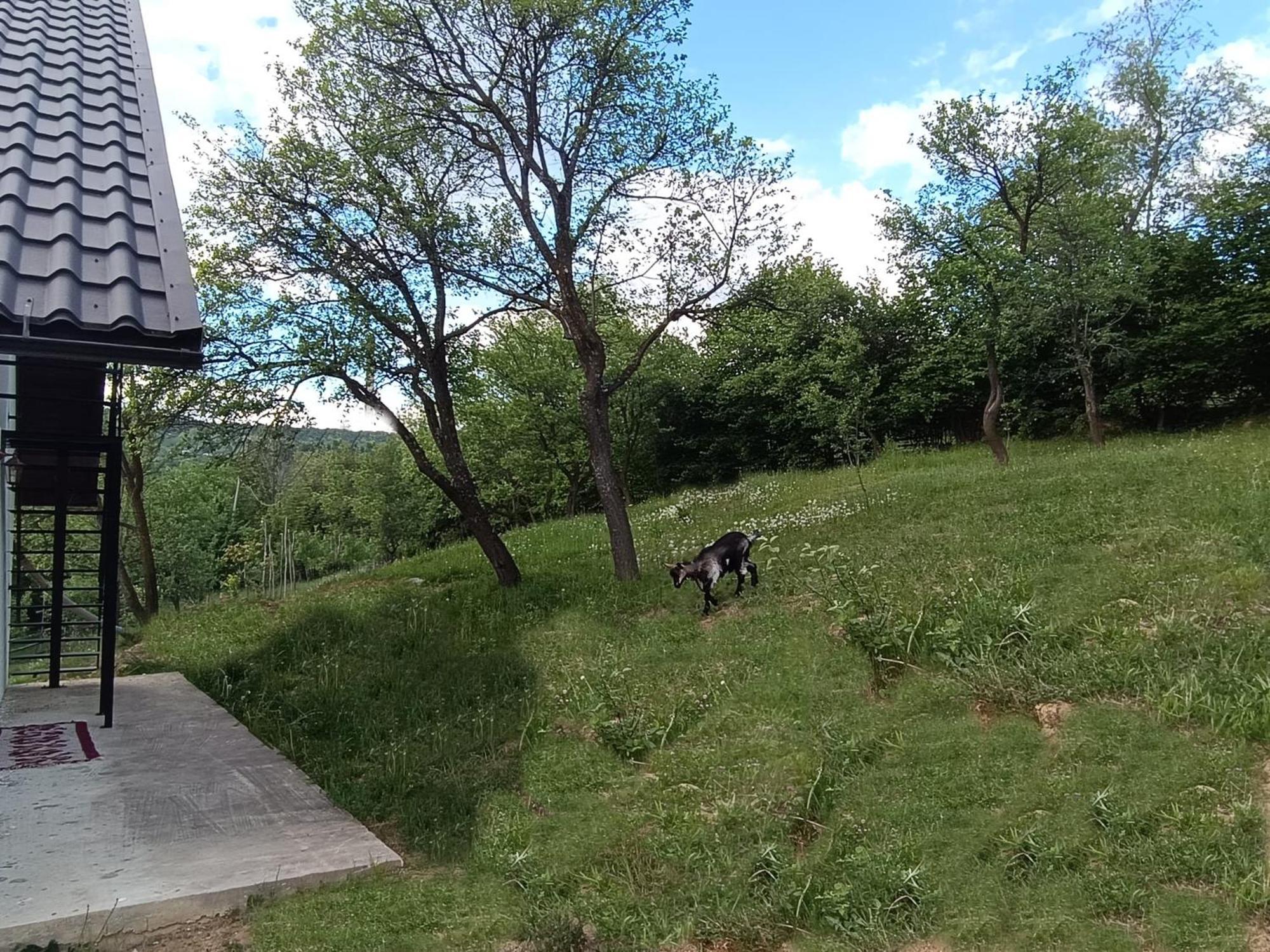 Casuta Din Livada Villa Moisei Bagian luar foto